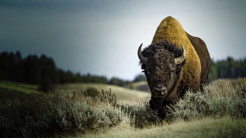 Amerikas Big Five Bild 2