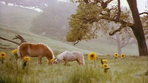 Two Bits & Pepper Bild 3