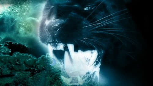 Night Creature Bild 2