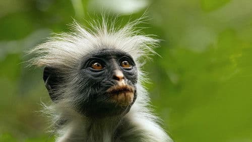 Das geheime Leben der Tiere Bild 3