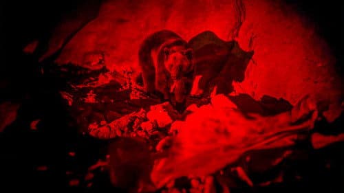 Savage Hunt - Blutige Jagd Bild 5