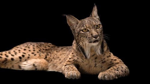 Rare: Creatures of the Photo Ark Bild 6