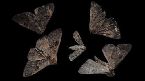 鹿男あをによし Bild 3