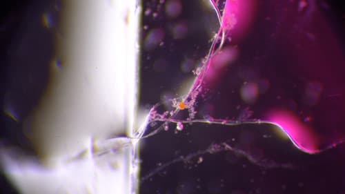 EVEN MORE AMERICAN GRAFFITI Bild 1