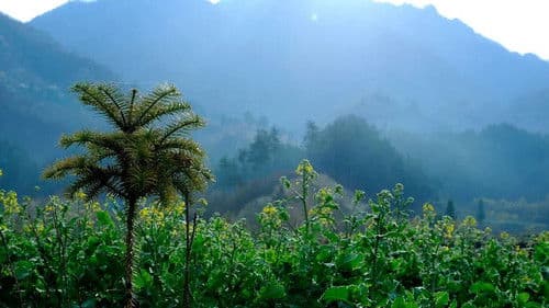 The Orange Tree And The Boy Bild 2