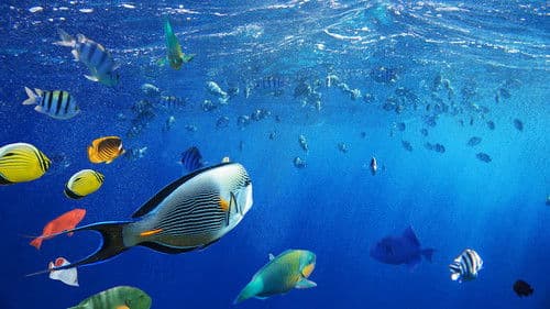 Africa's Underwater Wonders Bild 3