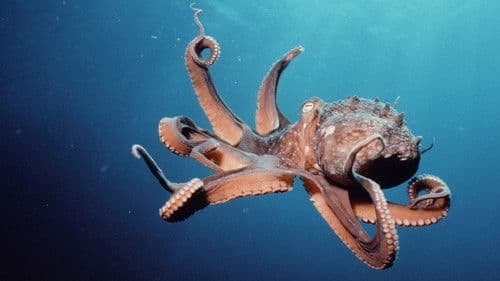 The Nature of Things Bild 8