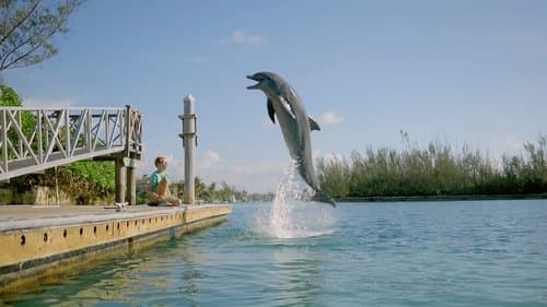 Echo der Delphin Bild 3