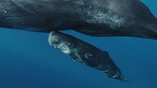 고래와 나 Bild 1