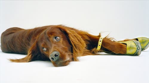 DJ Punk – Der Fotograf Daniel Josefsohn Bild 3