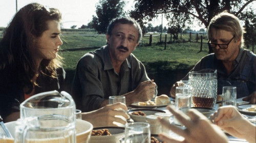 Un amore americano Bild 1