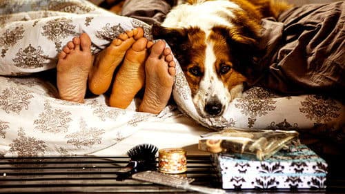 Der Dognapper Bild 2