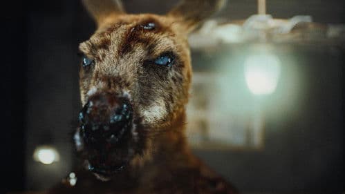 Rippy - Das Killerkänguru Bild 2