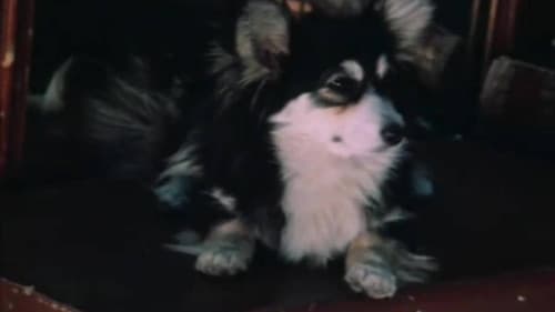 Дрессировщики Bild 1