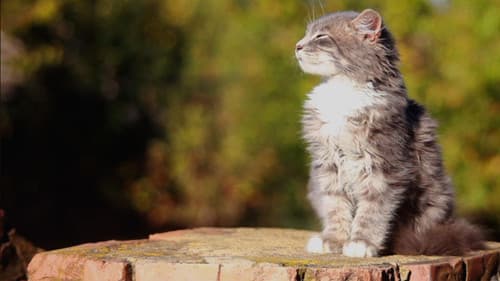 Happy as a Cat Bild 1