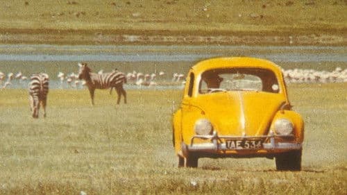 Ein Käfer geht auf's Ganze Bild 1