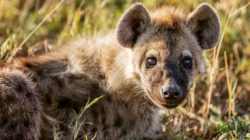 Born in Africa Bild 6