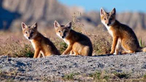 Wildnis Nordamerika Bild 1