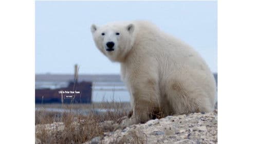 Life in Polar Bear Town with Gordon Buchanan Bild 1