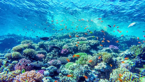 Africa's Underwater Wonders Bild 2