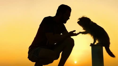 Pets Bild 3