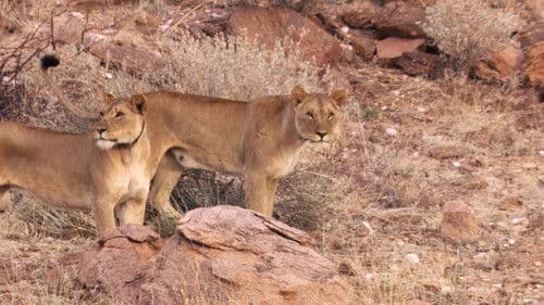 Desert Lions Bild 1