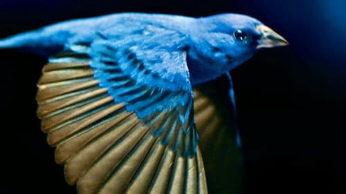 Das Verschwinden der Singvögel Bild 1