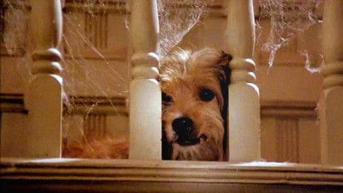 Benji - Auf heißer Fährte Bild 7