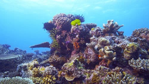 Die Rettung der Korallen Bild 1