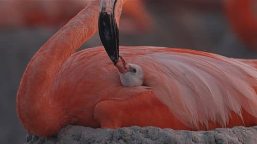 Flamingos: La vida después del meteorito Bild 1