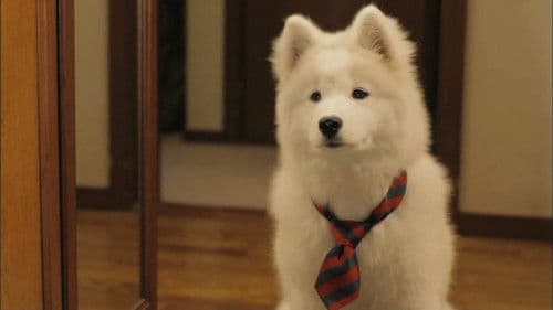 犬飼さんちの犬 Bild 1