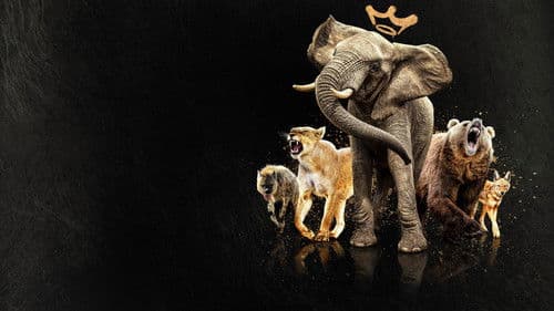 Queens – Königinnen des Tierreichs Bild 6