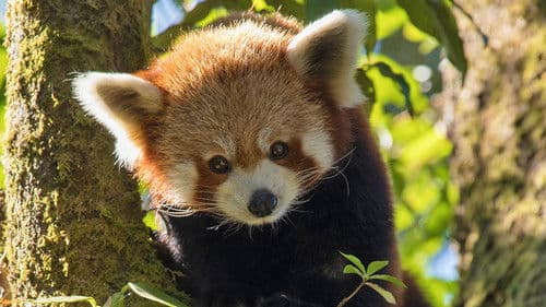 Red Panda: World's Cutest Animal Bild 1