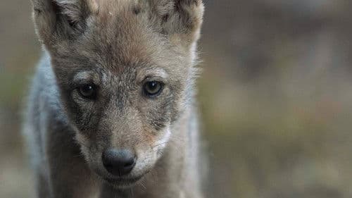 Wilder Grenzgänger - Der Wolf ist zurück Bild 5
