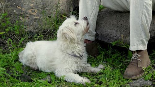 El grito de César del Bosque Bild 1