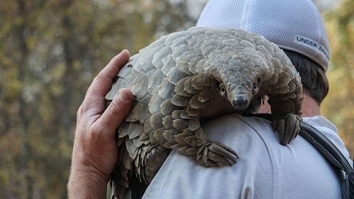 Pangolin: Kulus Weg Bild 1