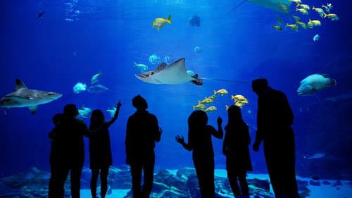 Das Atlanta-Aquarium Bild 2