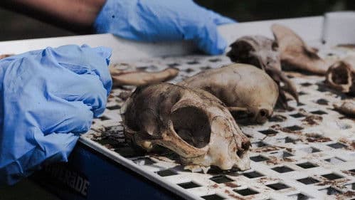 Vulture Culture: Creating Afterlives Bild 1