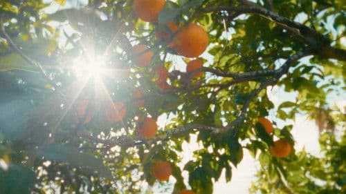 O Tempo De Comer Uma Laranja Bild 2