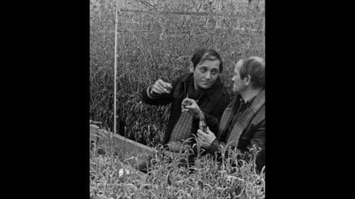 Siedem czerwonych róż, czyli Benek kwiaciarz o sobie i o innych Bild 1