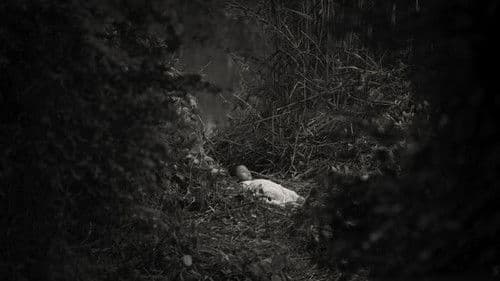 พญาโศกพิโยคค่ำ Bild 5