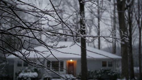 Language Of Mules Bild 2