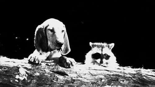 The Hound That Thought He Was a Raccoon Bild 1