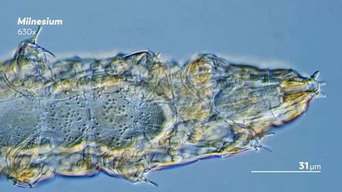 Journey to the Microcosmos Bild 6