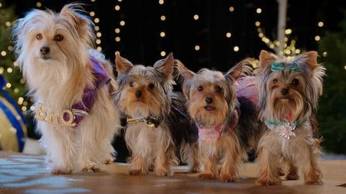 Wuff Star Weihnachten Bild 4