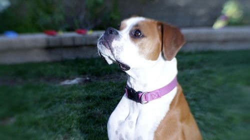 Cesar Millan: Doggie Nightmares Bild 3