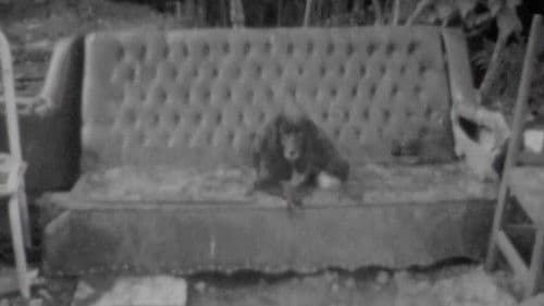 Carrinho de Cão Bild 1