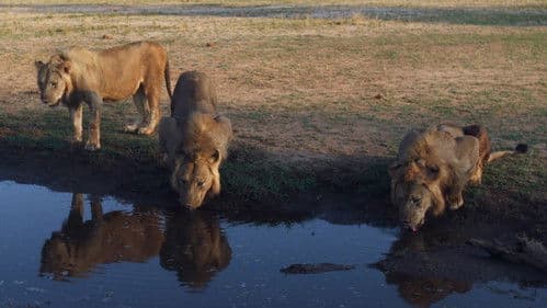 The Lakeshore Killers Bild 3