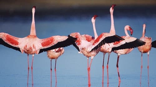 Auf purpurnen Schwingen: Das Geheimnis der Flamingos Bild 5