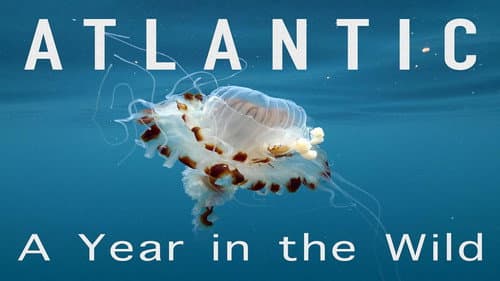 Der Atlantik: Ein Jahr in der Wildnis Bild 1